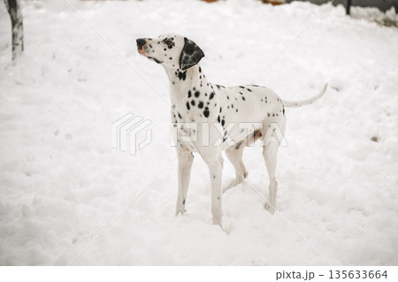 A white dalmatian dog with black spots stands in the snow A white dalmatian dog with black spots stands in the snow 135633664