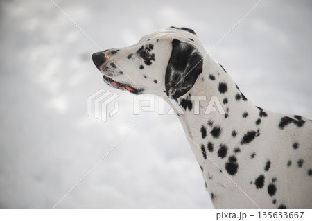 A dalmatian dog with white spots is standing in the snow 135633667