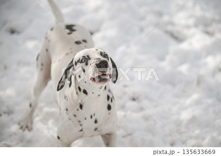 A dalmatian dog with black and white spots is standing in the snow A dalmatian dog with black and white spots is standing in the snow 135633669