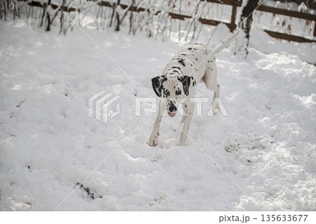 A dalmatian dog is running through the snow 135633677