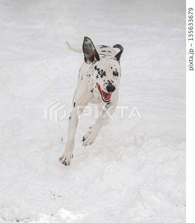 A dog is running through the snow 135633679