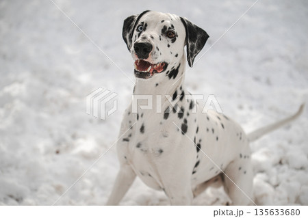 A white and black dog is standing in the snow 135633680