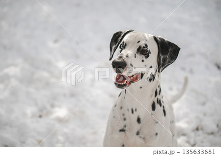 A dog with black and white spots is standing in the snow A dog with black and white spots is standing in the snow 135633681