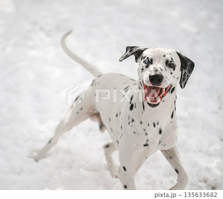 A white and black dog is running in the snow 135633682