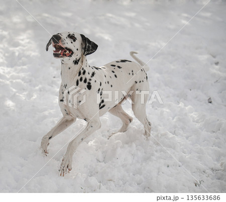 A dalmatian dog is running in the snow A dalmatian dog is running in the snow 135633686