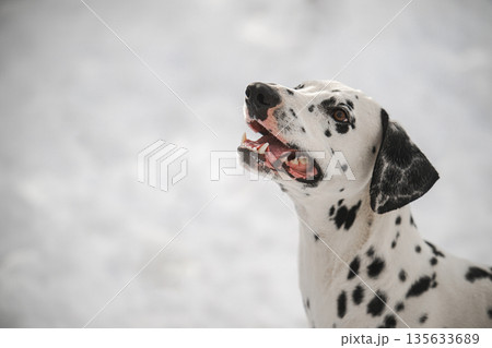 A dalmatian dog with black and white spots is standing in the snow 135633689