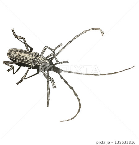 black beetle isolated on white background black beetle isolated on white background 135633816
