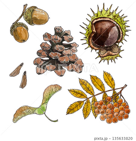 set of watercolor illustrations with autumn seeds 135633820