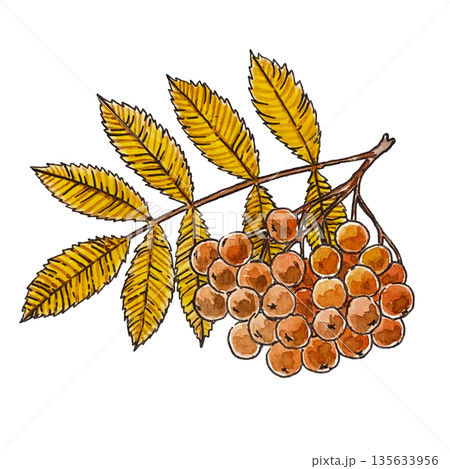 watercolor illustration of a branch of rowan watercolor illustration of a branch of rowan 135633956