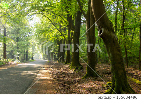Treelined road through the forest of the Veluwe Treelined road through the forest of the Veluwe 135634496