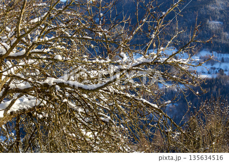 Snow covered fruit tree with in the mountains Snow covered fruit tree with in the mountains 135634516