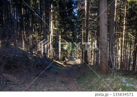 Morning walk through the forest on the mountain on a winter day 135634571