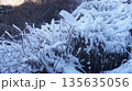 横谷峡の飛沫氷 135635056