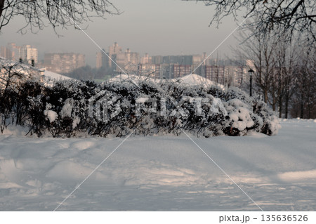 A thick blanket of snow covers the ground and bushes near Moscow, Russia. Buildings are visible in the foggy distance, creating a serene and chilly vista on a cold winter day 135636526