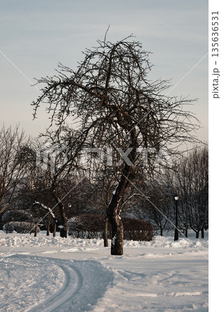 Bare trees stand in a park covered in snow. Ski tracks run across the foreground on a winter day. Other bare trees and a vintage lamp post appear in the background 135636531