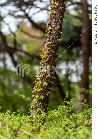 Tree Trunk with Climbing Vines in Forest 135636561