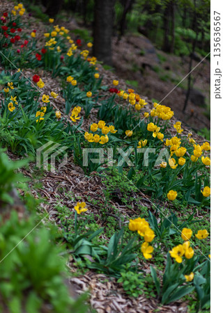 Vibrant Tulips in a Sloped Garden Vibrant Tulips in a Sloped Garden 135636567