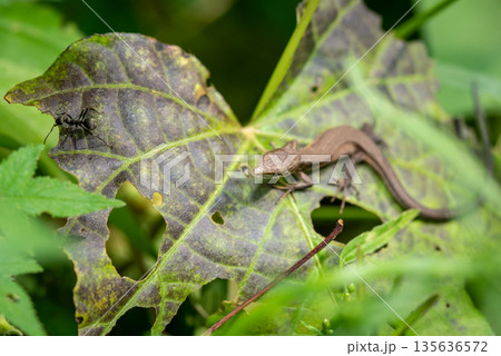 Lizard and Ant on Leaf in Garden 135636572