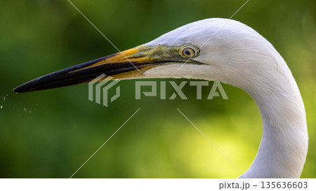 Close-Up of a Great Egret in Natural Habitat Close-Up of a Great Egret in Natural Habitat 135636603