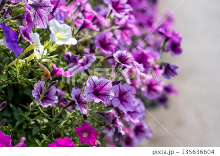 Vibrant Purple and White Petunias in Bloom Vibrant Purple and White Petunias in Bloom 135636604