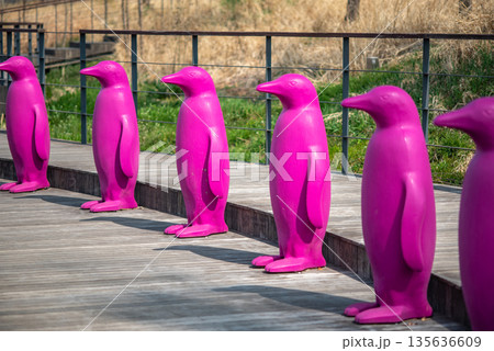 Vibrant Pink Penguin Sculptures on Walkway Vibrant Pink Penguin Sculptures on Walkway 135636609