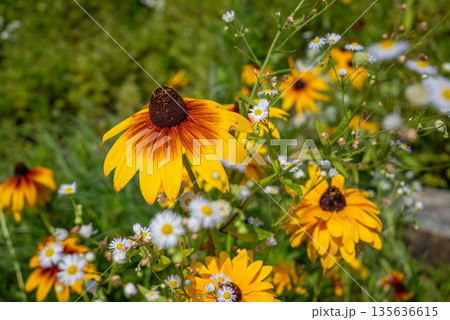 Vibrant Coneflowers and Daisies in Bloom 135636615