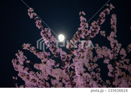 Cherry Blossoms and Full Moon at Night Cherry Blossoms and Full Moon at Night 135636628
