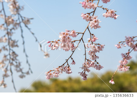 Cherry Blossoms Against Blue Sky 135636633