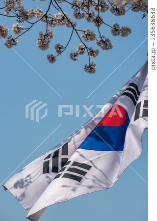 South Korean Flag with Cherry Blossoms 135636638