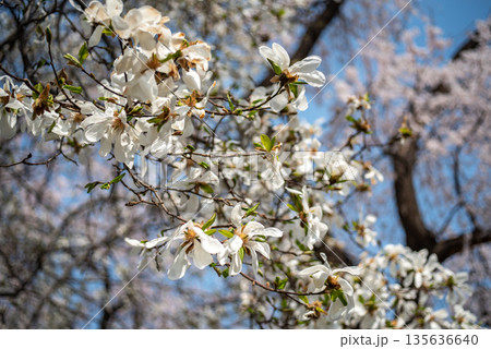 White Magnolia Flowers in Bloom 135636640