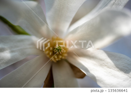Close-Up of White Magnolia Flower with Soft Petals 135636641