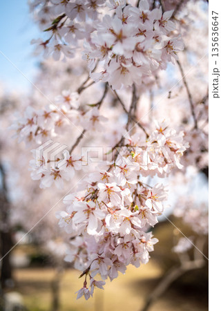Cherry Blossoms in Full Bloom Cherry Blossoms in Full Bloom 135636647
