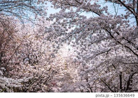 Cherry Blossoms in Full Bloom 135636649