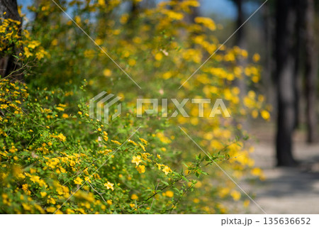 Yellow Wildflowers in a Forest Setting Yellow Wildflowers in a Forest Setting 135636652