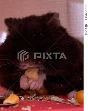 おやつを食べるハムスター おやつを食べるハムスター 135636668