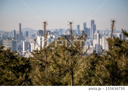 Seoul City Skyline with Pine Trees in Foreground Seoul City Skyline with Pine Trees in Foreground 135636730