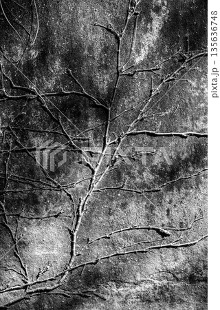 Bare Branches on Textured Wall in Black and White 135636748