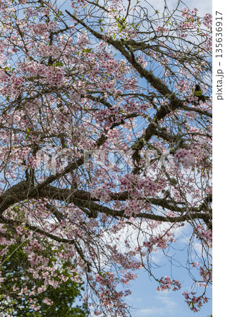 ニュージーランド オークランドのワン・ツリー・ヒル内にあるコーンウォールパークで咲く桜 ニュージーランド オークランドのワン・ツリー・ヒル内にあるコーンウォールパークで咲く桜 135636917