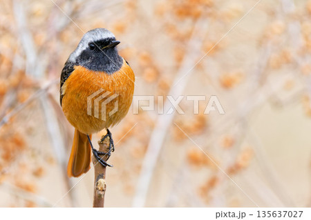 膨羽して卵型のジョウビタキの雄 135637027