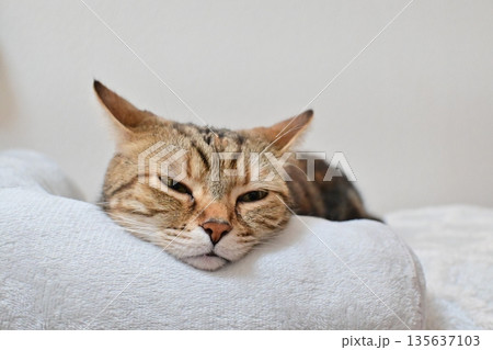 昼寝する猫のリラックスした表情 昼寝する猫のリラックスした表情 135637103