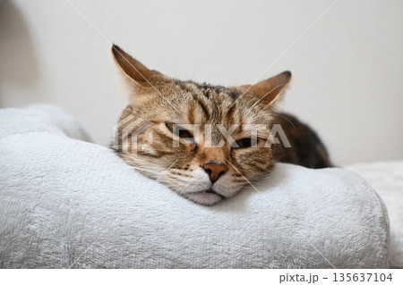 昼寝する猫のリラックスした表情 昼寝する猫のリラックスした表情 135637104