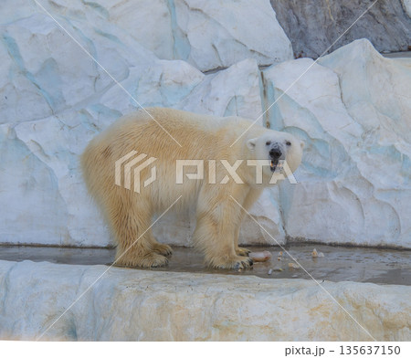 ホッキョクグマ ホッキョクグマ 135637150