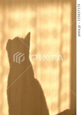 壁に映る猫とカーテンの影 135637178