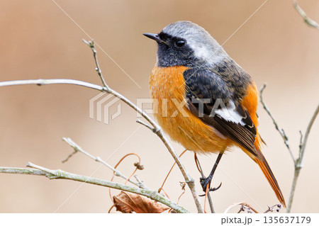 膨羽してまん丸球体のジョウビタキ雄 135637179