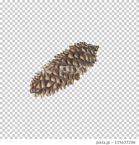 Watercolor illustration of a pine cone, hand painted forest element with detailed scales. Natural botanical art, realistic conifer seed, isolated on white background, rustic woodland paint for decor 135637286