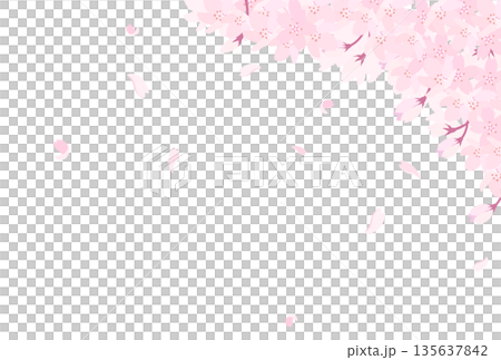 盛開的櫻花插圖_橫向 2 盛開的櫻花插圖_橫向 2 135637842