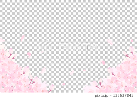 盛開的櫻花插圖_橫向 3 盛開的櫻花插圖_橫向 3 135637843