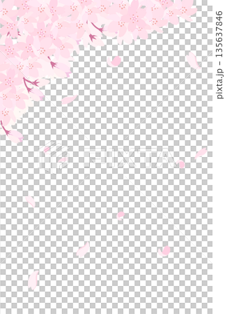 盛開的櫻花插圖_直式版 2 盛開的櫻花插圖_直式版 2 135637846