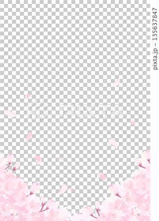 満開の桜のイラスト_縦3 135637847