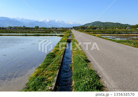 残雪の北アルプスと田植え時期の水田 安曇野の春 135638570